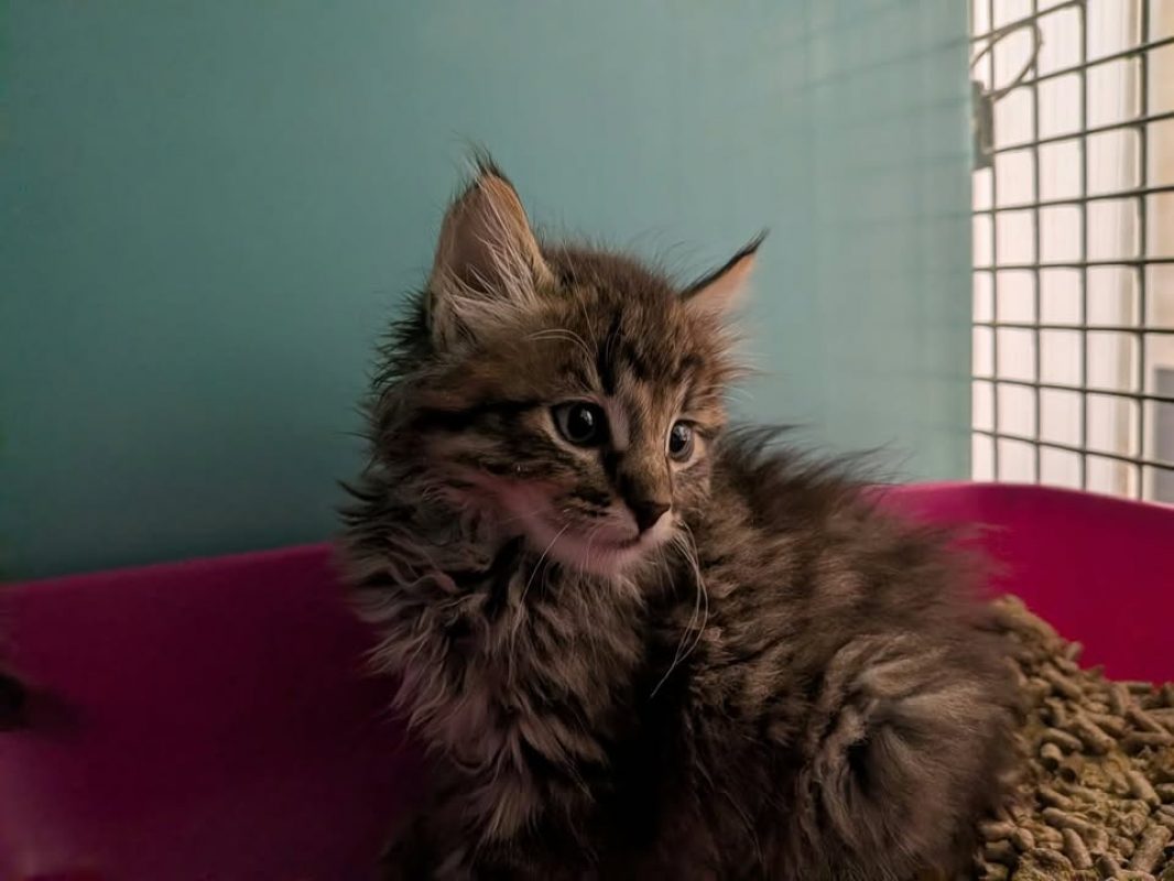 Mistral - Chat Angora Turc à adopter