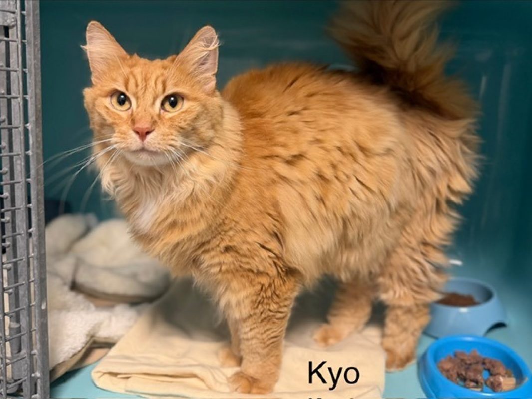 Kyo - Chat Européen à adopter