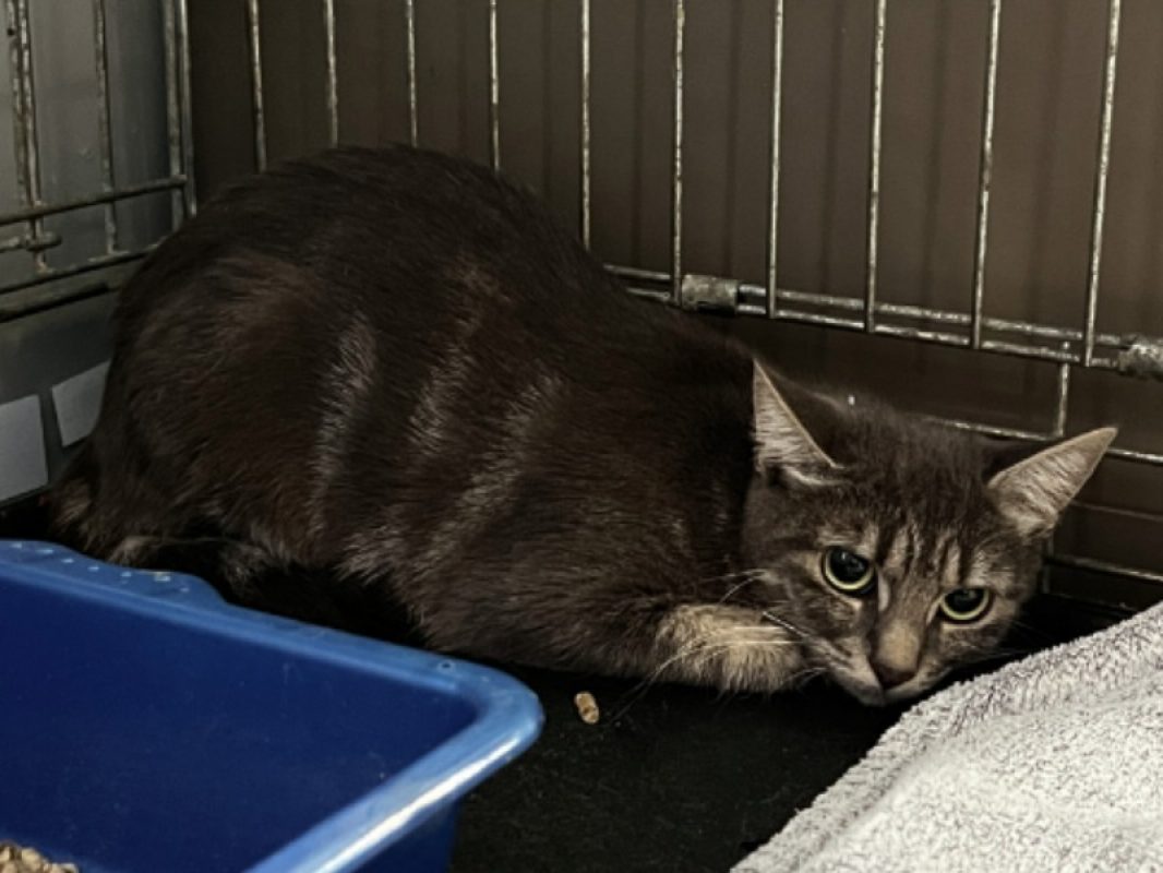 Alya - Chat Européen à adopter