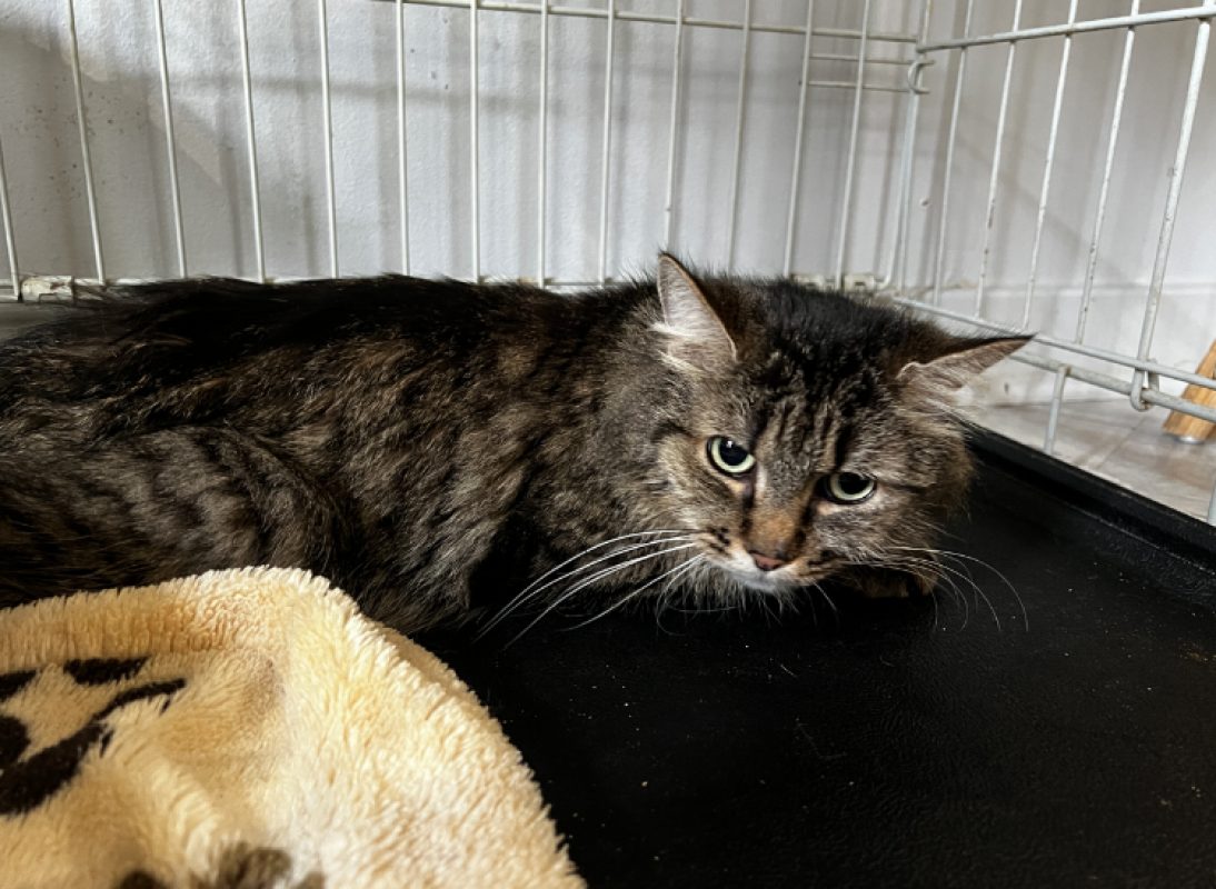 Brioche - Chat Européen à adopter