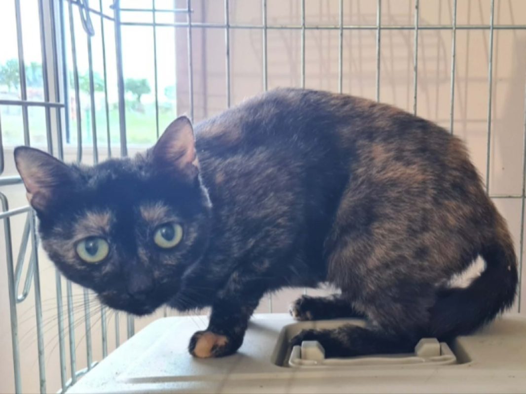 Salsa - Chat Européen à adopter