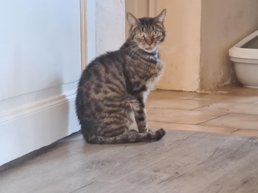 Cloclo - Chat Européen à adopter
