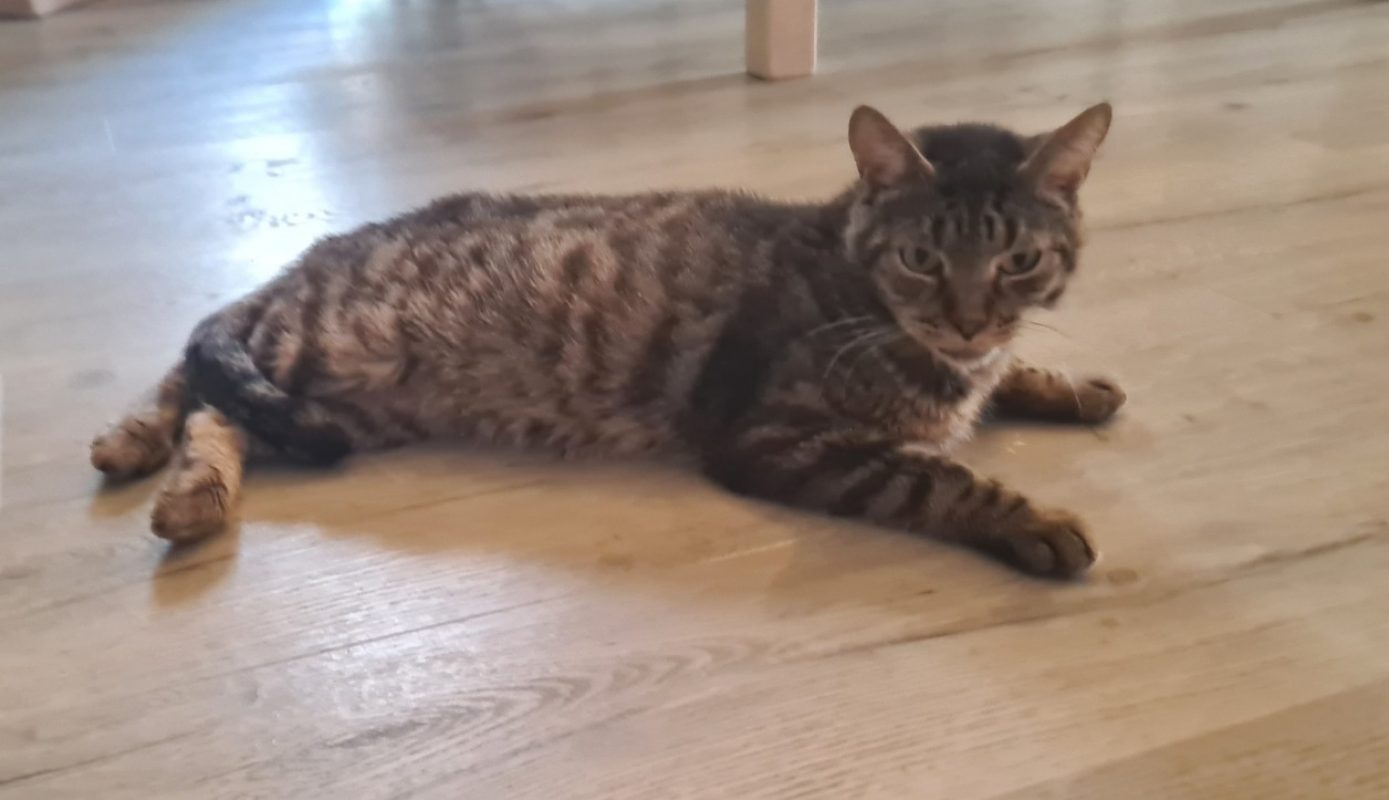 Cloclo - Chat Européen à adopter - photo 2