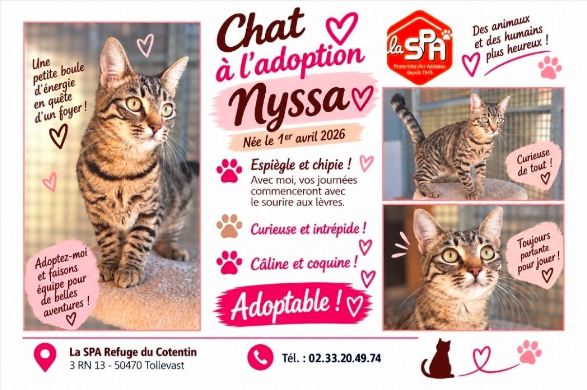 Nyssa - Chat Européen à adopter