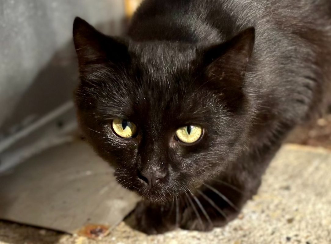 Jaime - Chat Européen à adopter