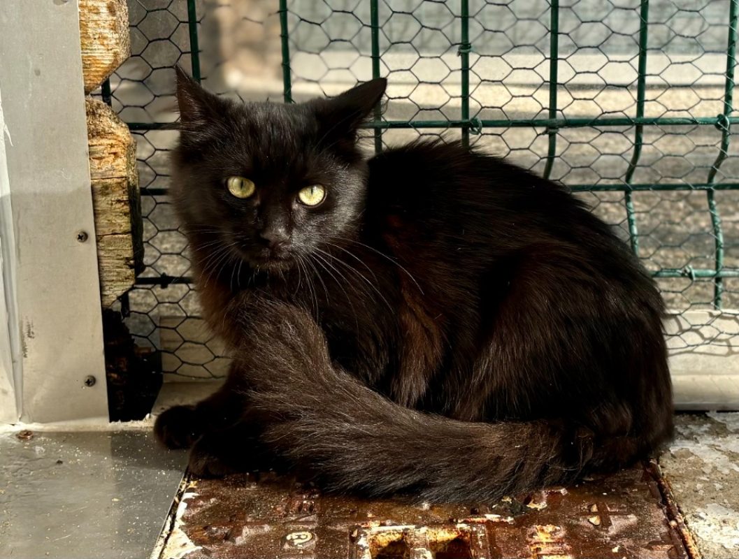 Jaime - Chat Européen à adopter - photo 2