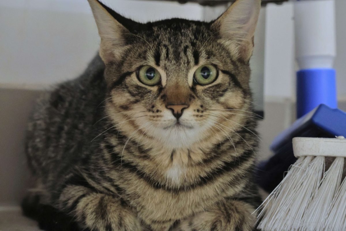 Tipy - Chat Européen à adopter