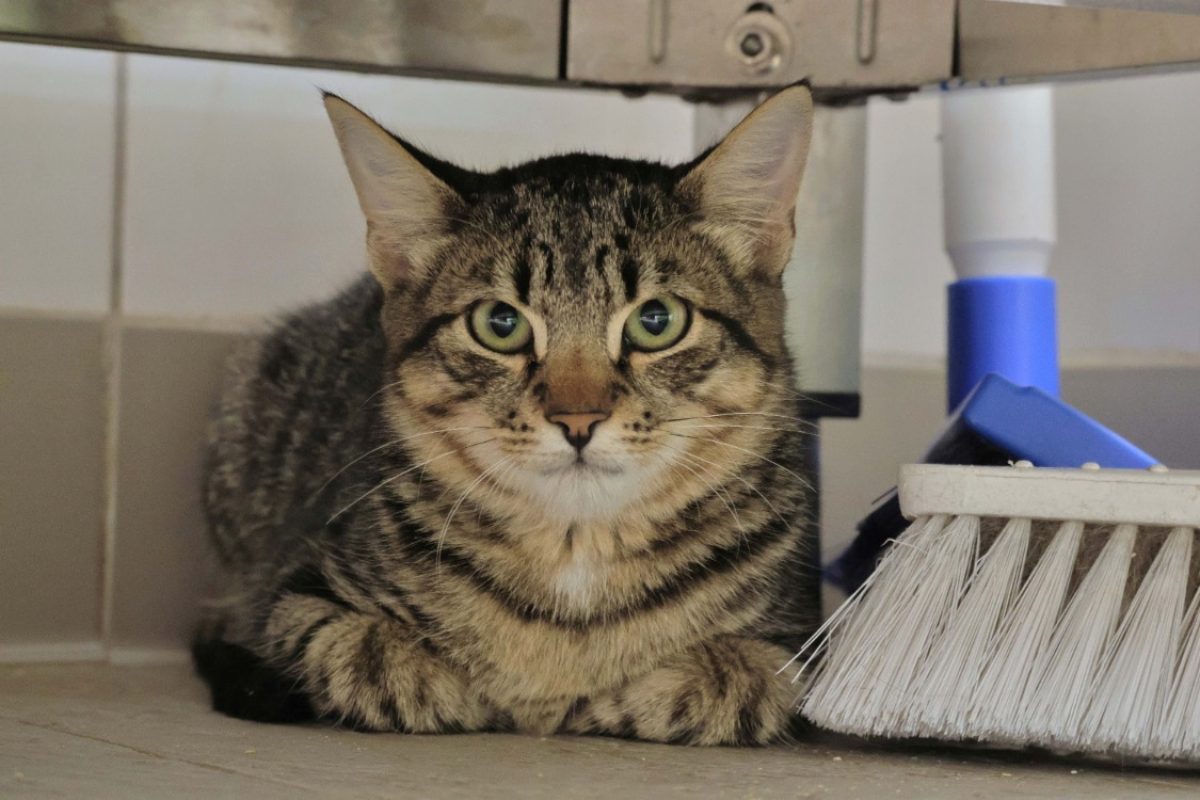 Tipy - Chat Européen à adopter - photo 2