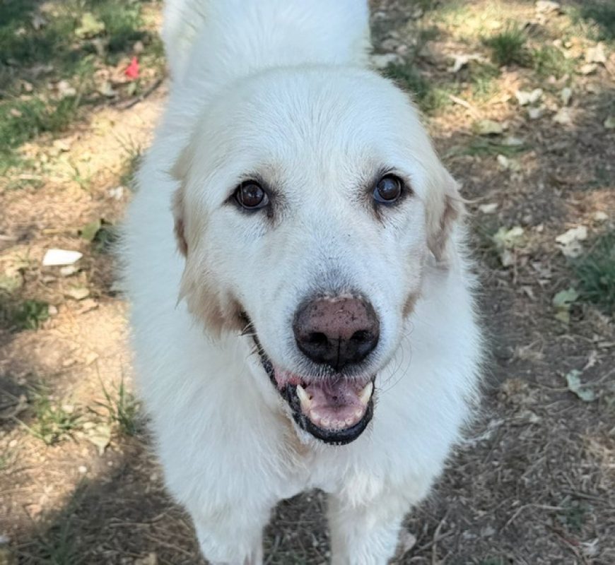 Lexie - Chien Chien de montagne des Pyrénées à adopter