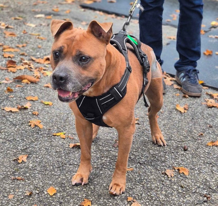 Oslo - Chien à adopter