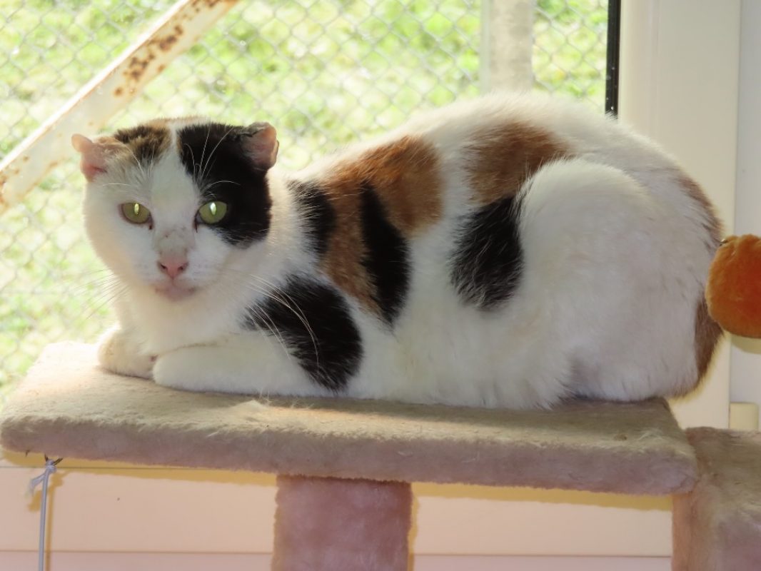 Aloha - Chat Européen à adopter