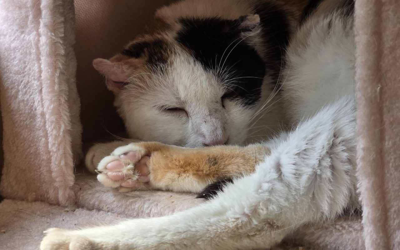Aloha - Chat Européen à adopter - photo 2