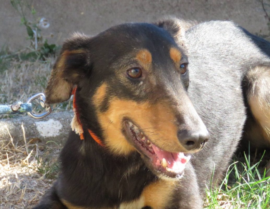Powell - Chien Berger à adopter