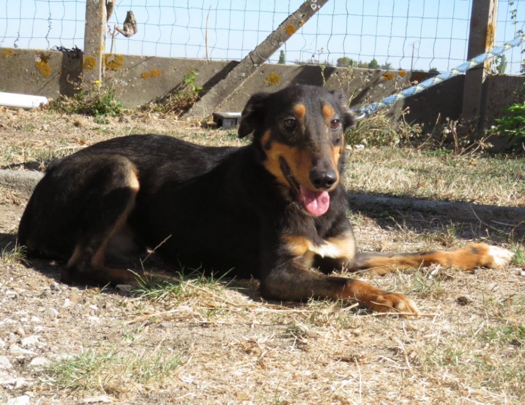 Powell - Chien Berger à adopter - photo 2