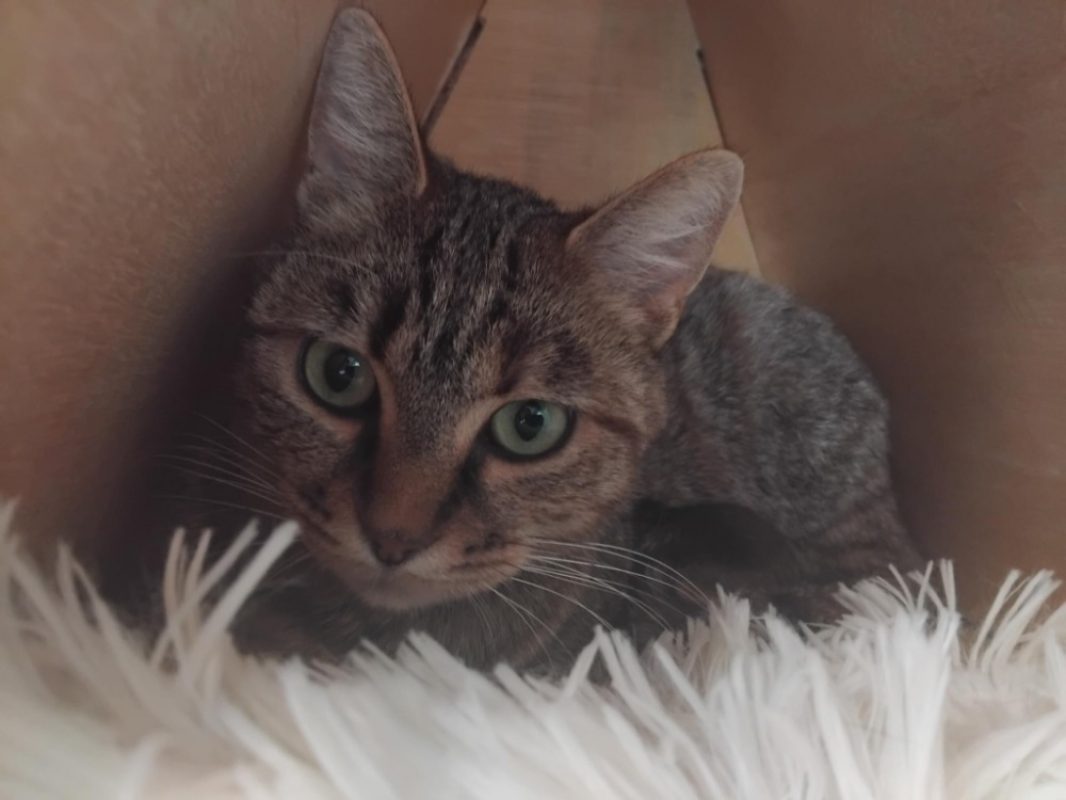 Evoli - Chat Européen à adopter
