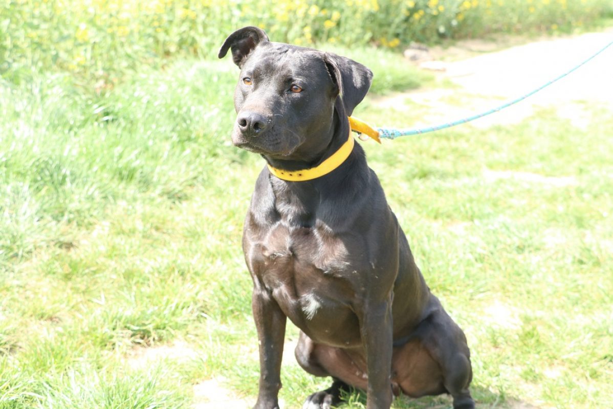 Siki - Chien à adopter à Hermeray (78) - Animaux.fr