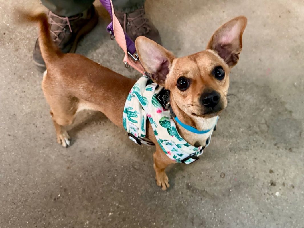 Dumbo - Chien à adopter