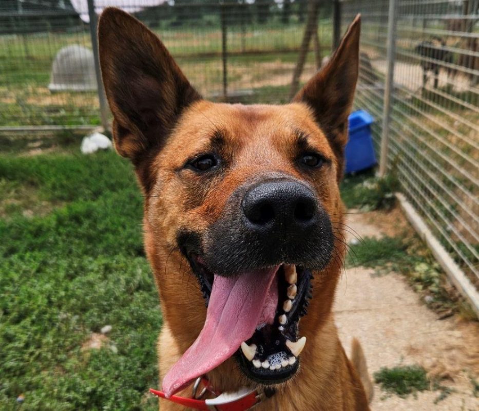 Eclair - Chien Berger Belge Malinois à adopter