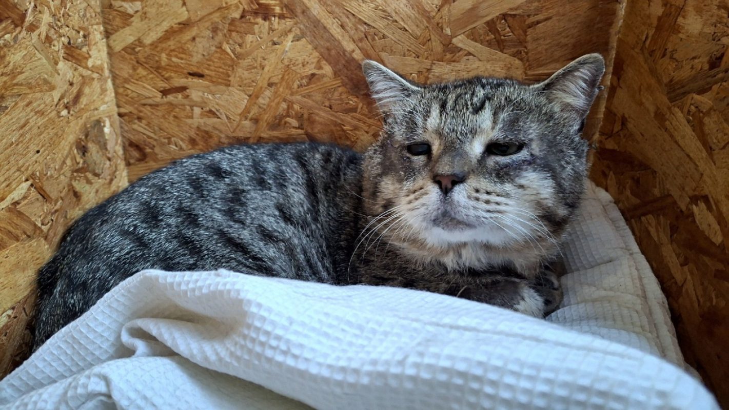 Papi - Chat Européen à adopter