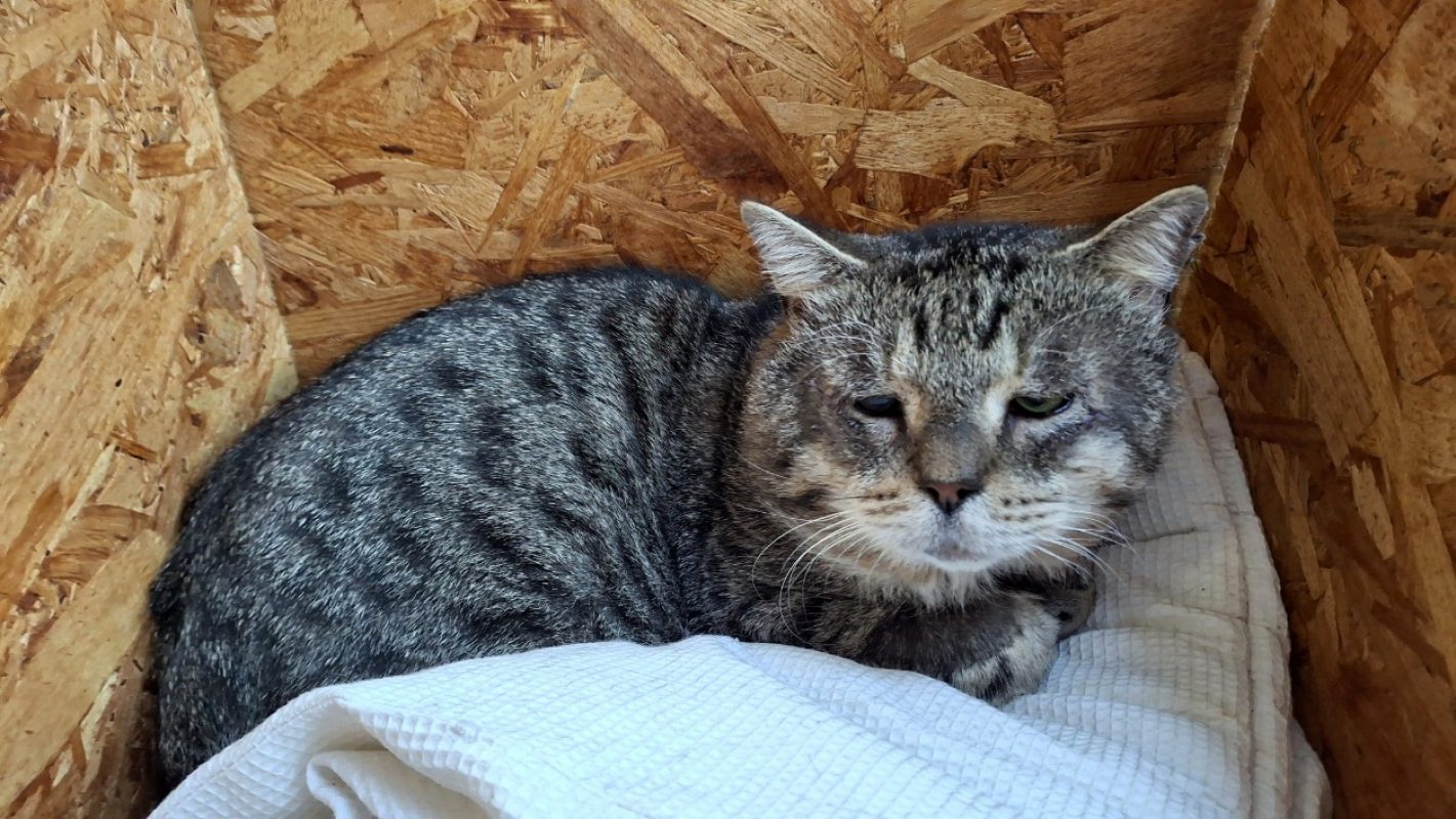 Papi - Chat Européen à adopter - photo 2