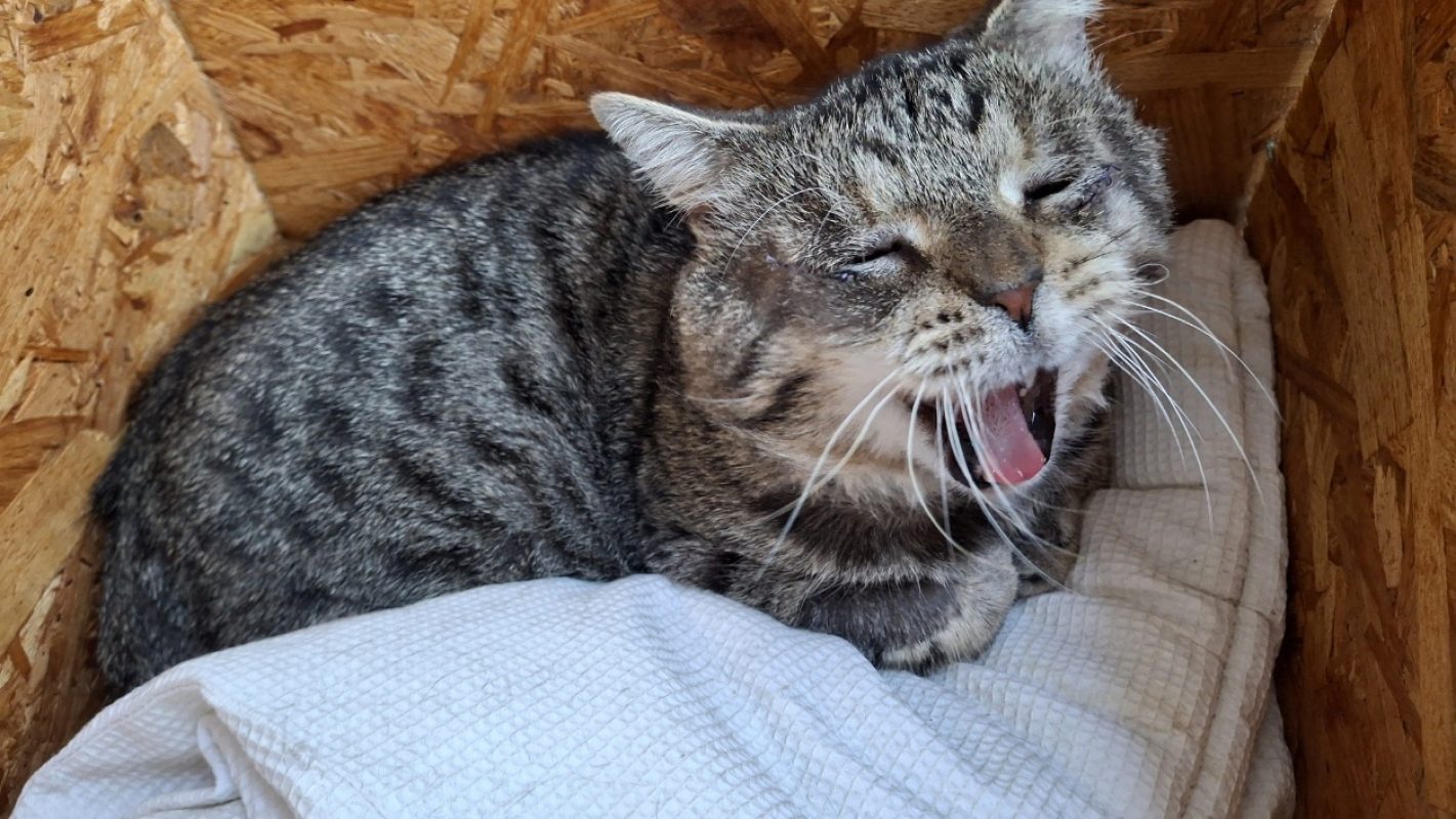 Papi - Chat Européen à adopter - photo 3
