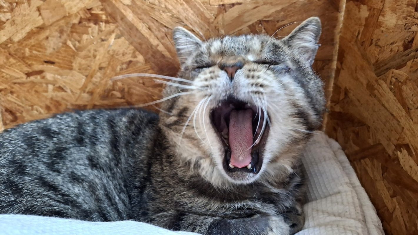 Papi - Chat Européen à adopter - photo 4