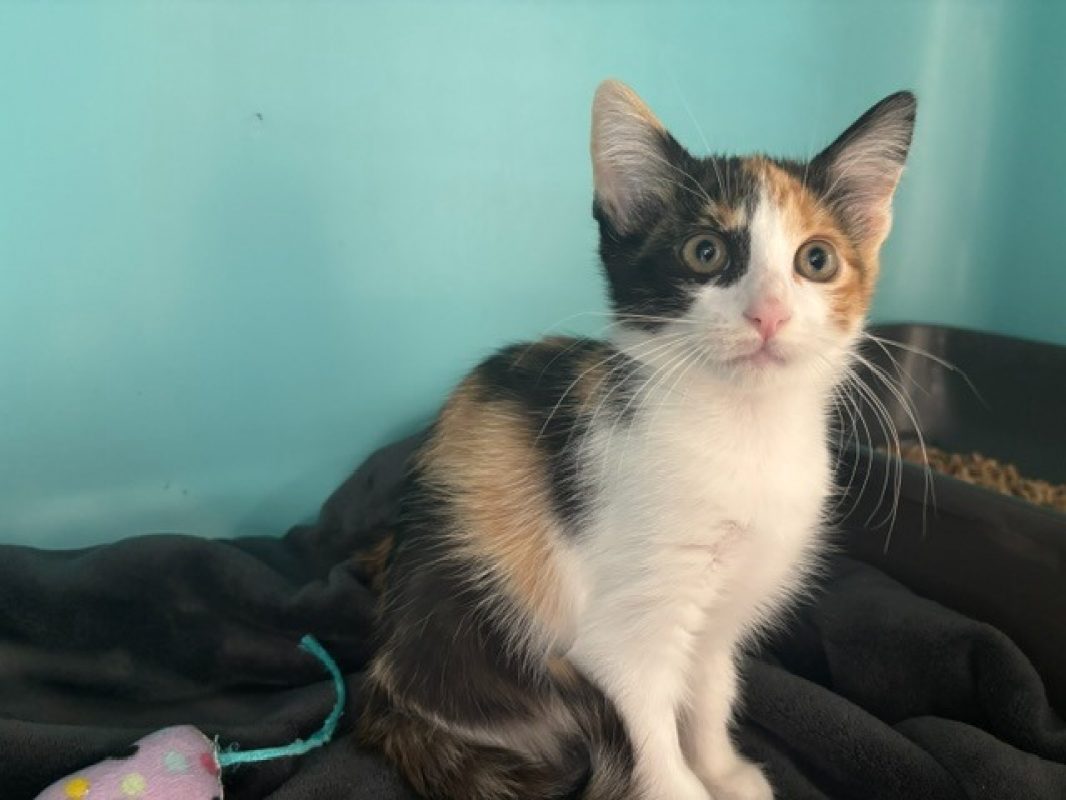 Bagel - Chat Européen à adopter