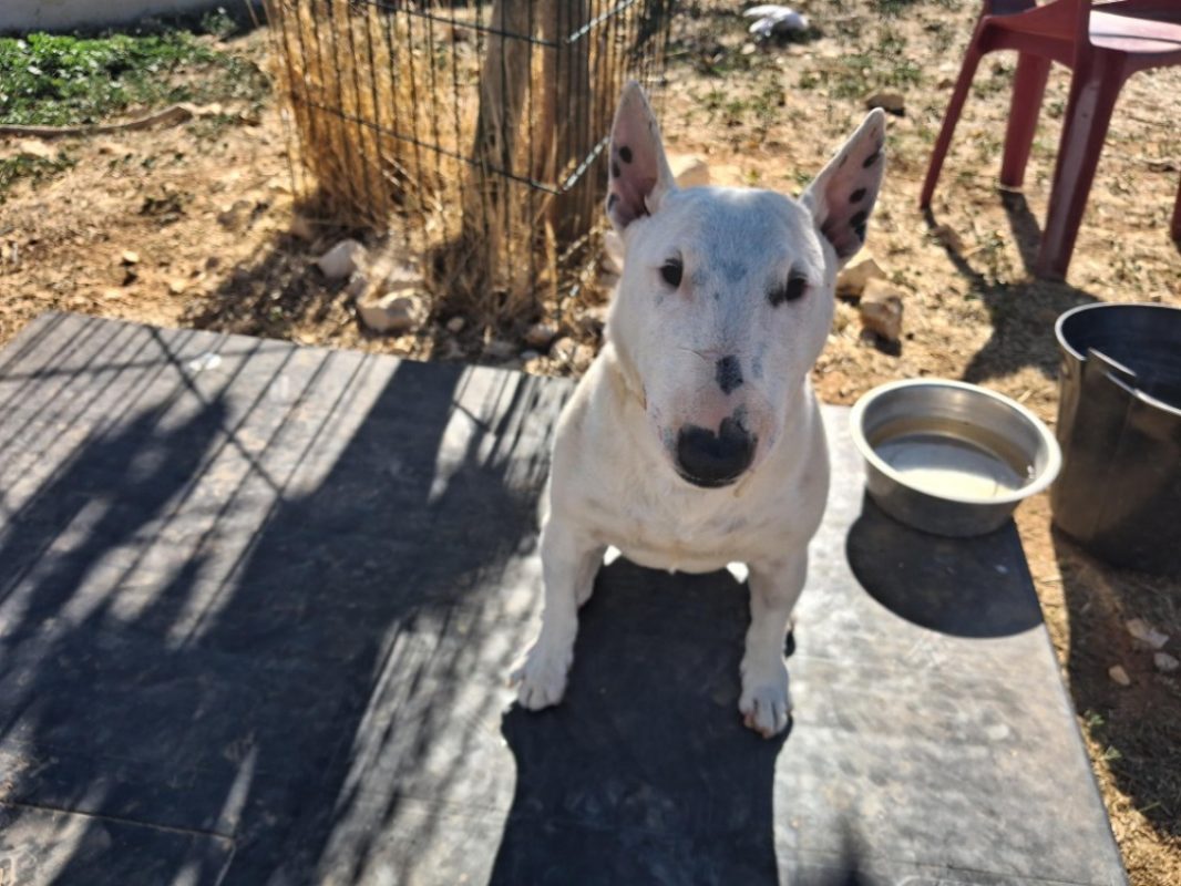 Ruby - Chien Bull Terrier à adopter