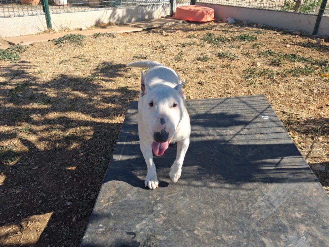 Ruby - Chien Bull Terrier à adopter - photo 2