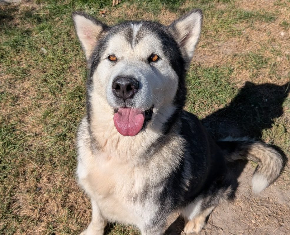 Rebelle - Chien Malamute de l'Alaska à adopter