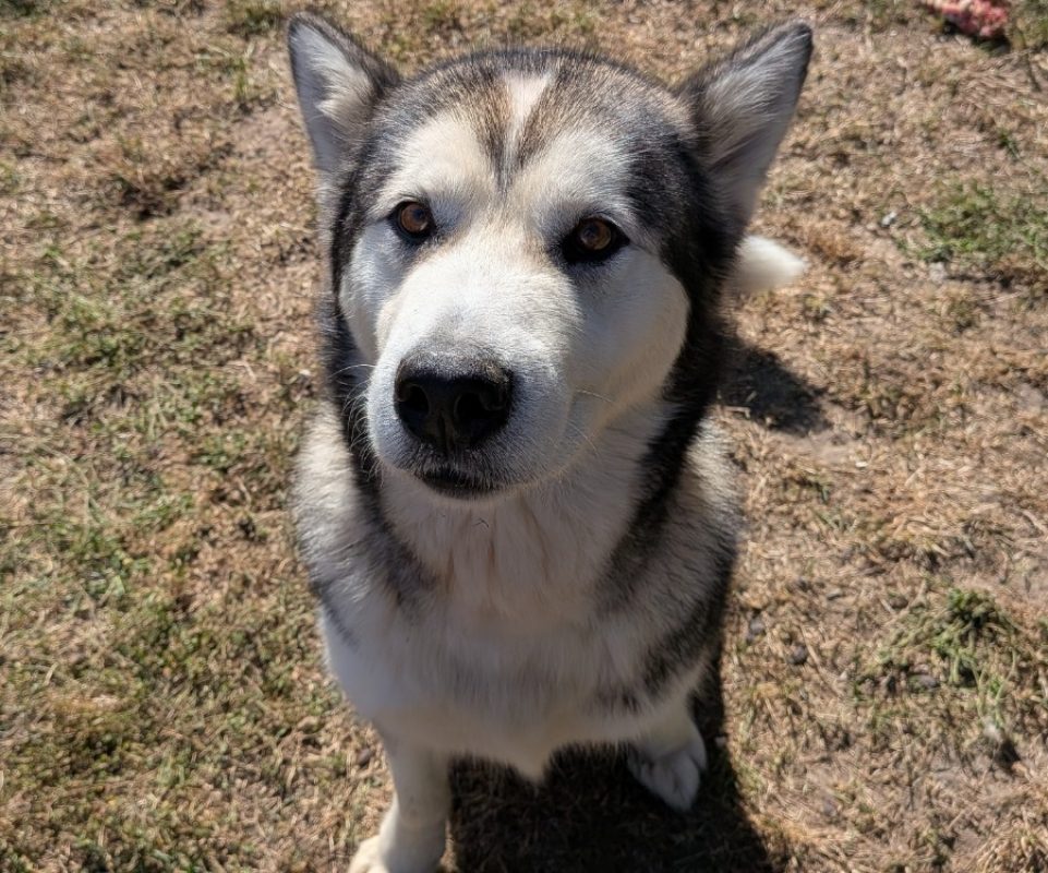 Rebelle - Chien Malamute de l'Alaska à adopter - photo 2
