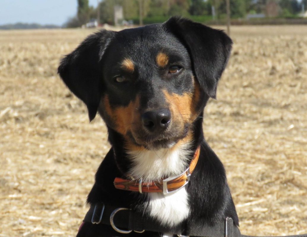 Oasis - Chien Berger à adopter