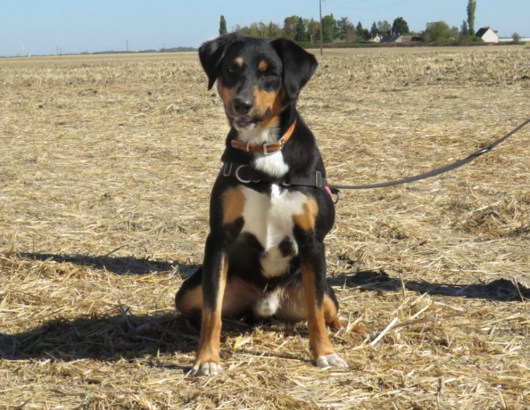 Oasis - Chien Berger à adopter - photo 2