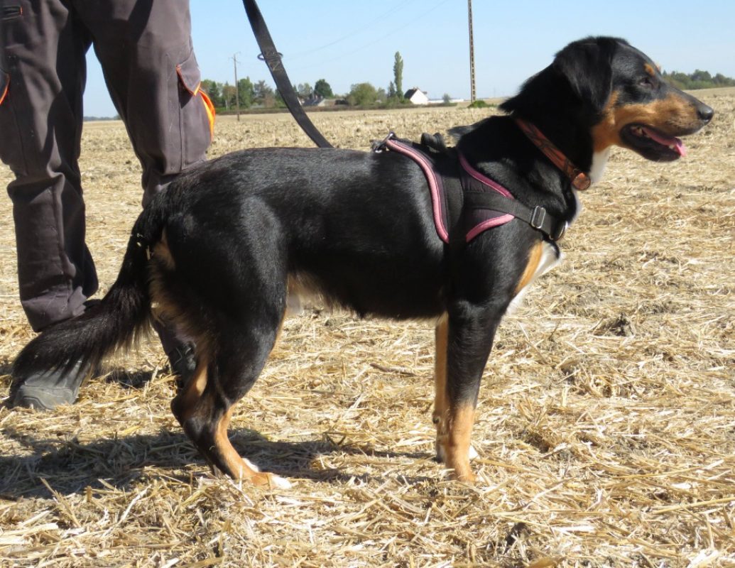 Oasis - Chien Berger à adopter - photo 3