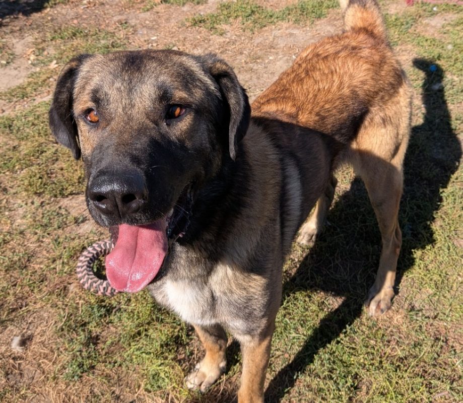 Roskoff - Chien à adopter