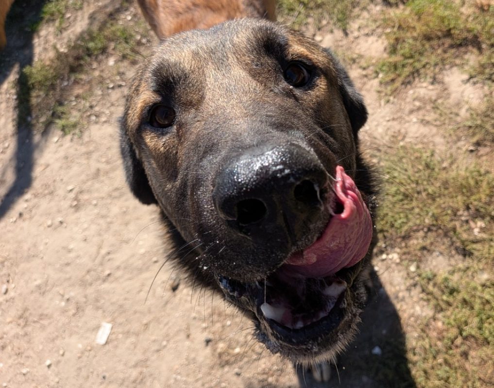 Roskoff - Chien à adopter - photo 2