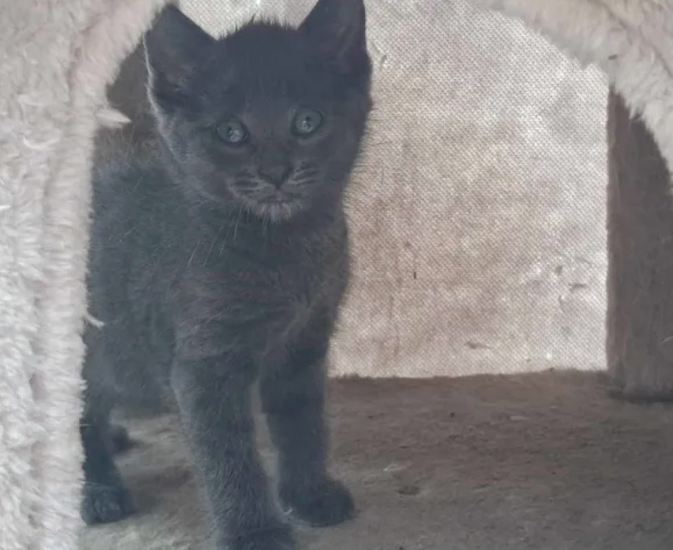 Blue - Chat Européen à adopter