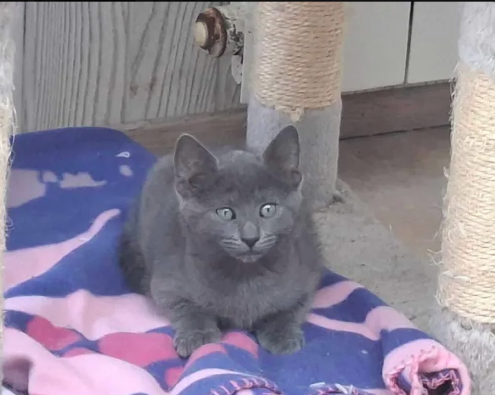 Blue - Chat Européen à adopter - photo 2
