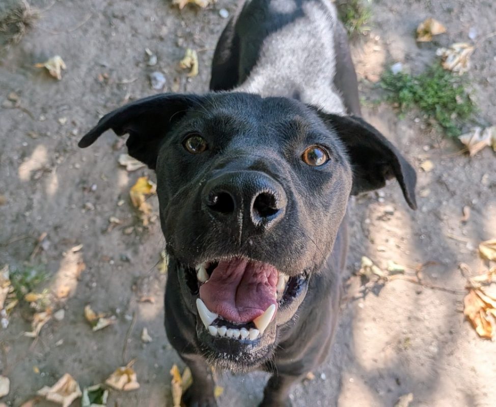 Cajou - Chien à adopter