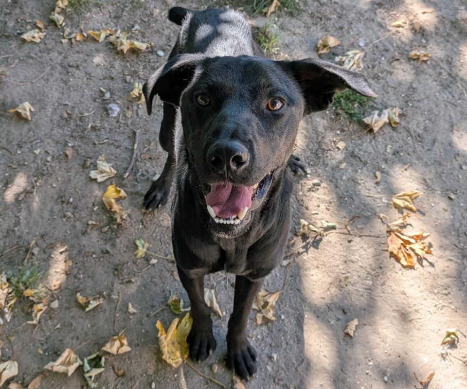 Cajou - Chien à adopter - photo 2