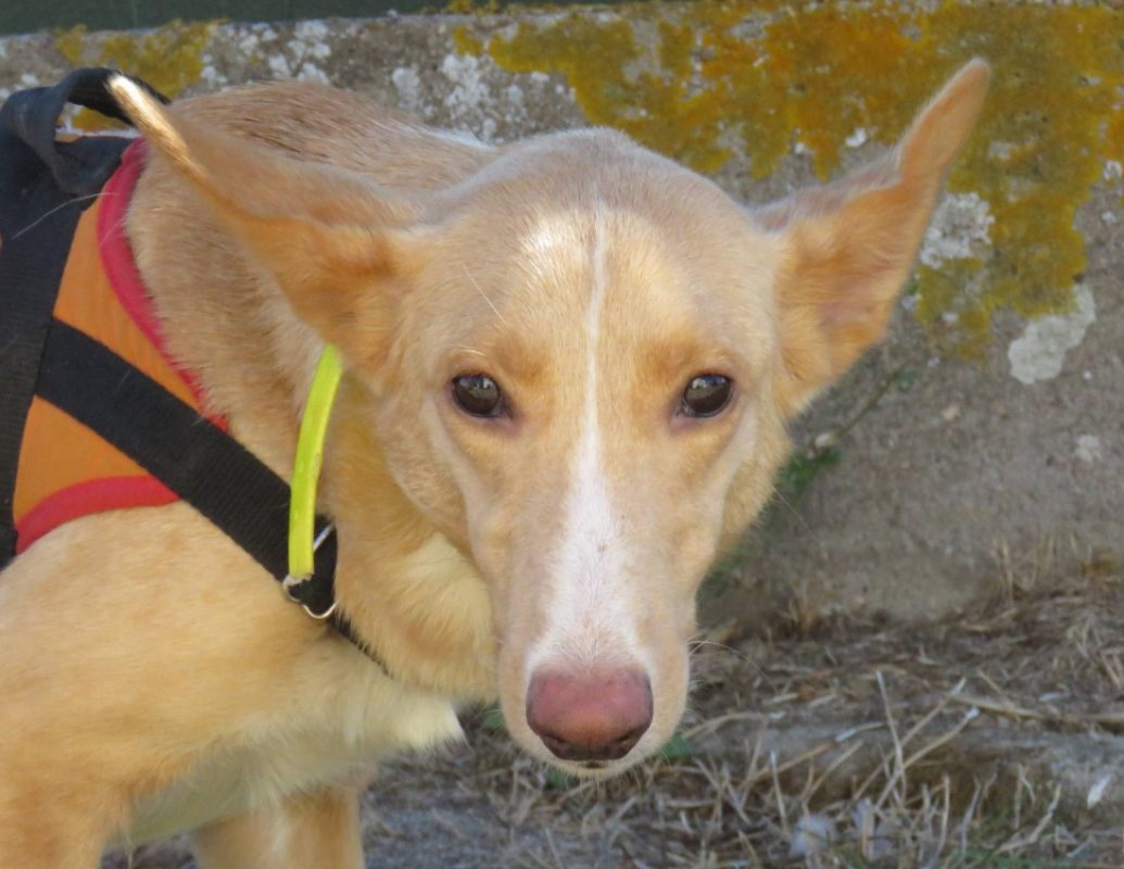 Lima - Chien Berger à adopter