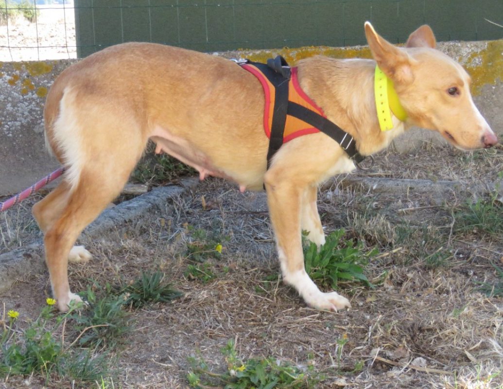 Lima - Chien Berger à adopter - photo 2