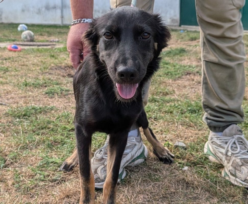 Melvin - Chien à adopter