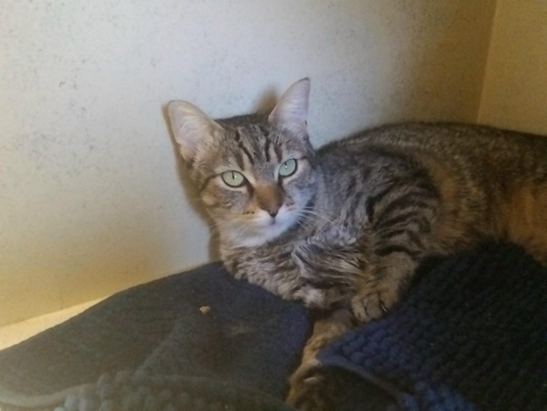 Chaussette - Chat Européen à adopter