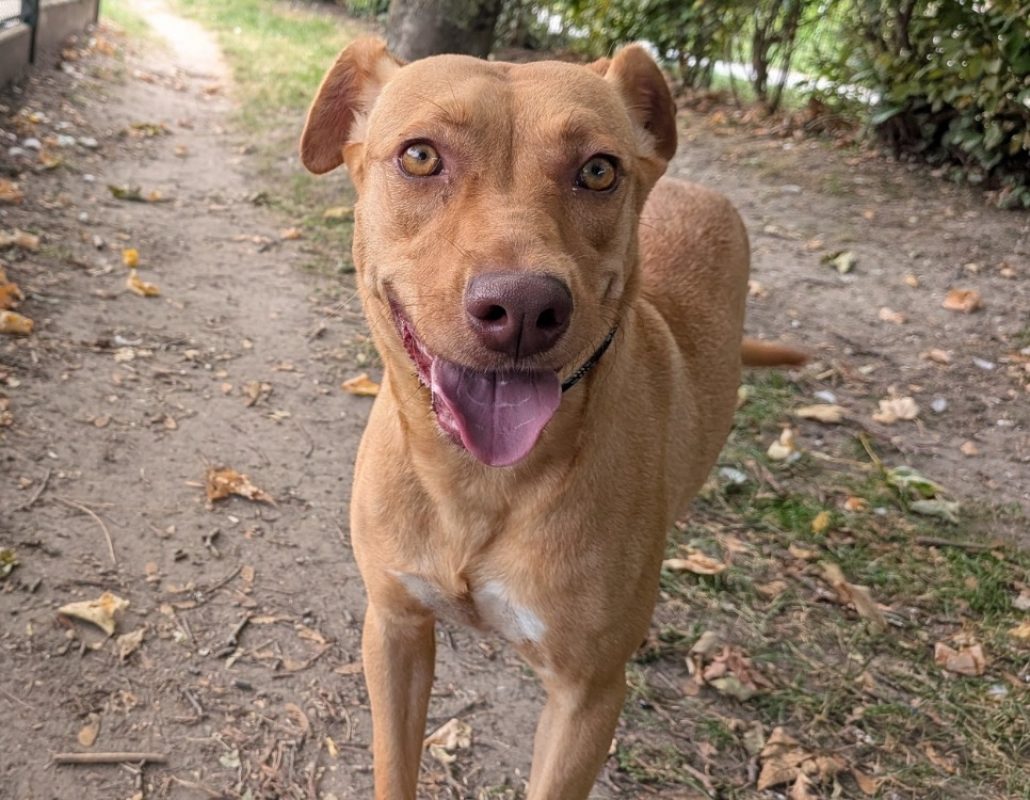 Nala - Chien Braque allemand à poil court à adopter