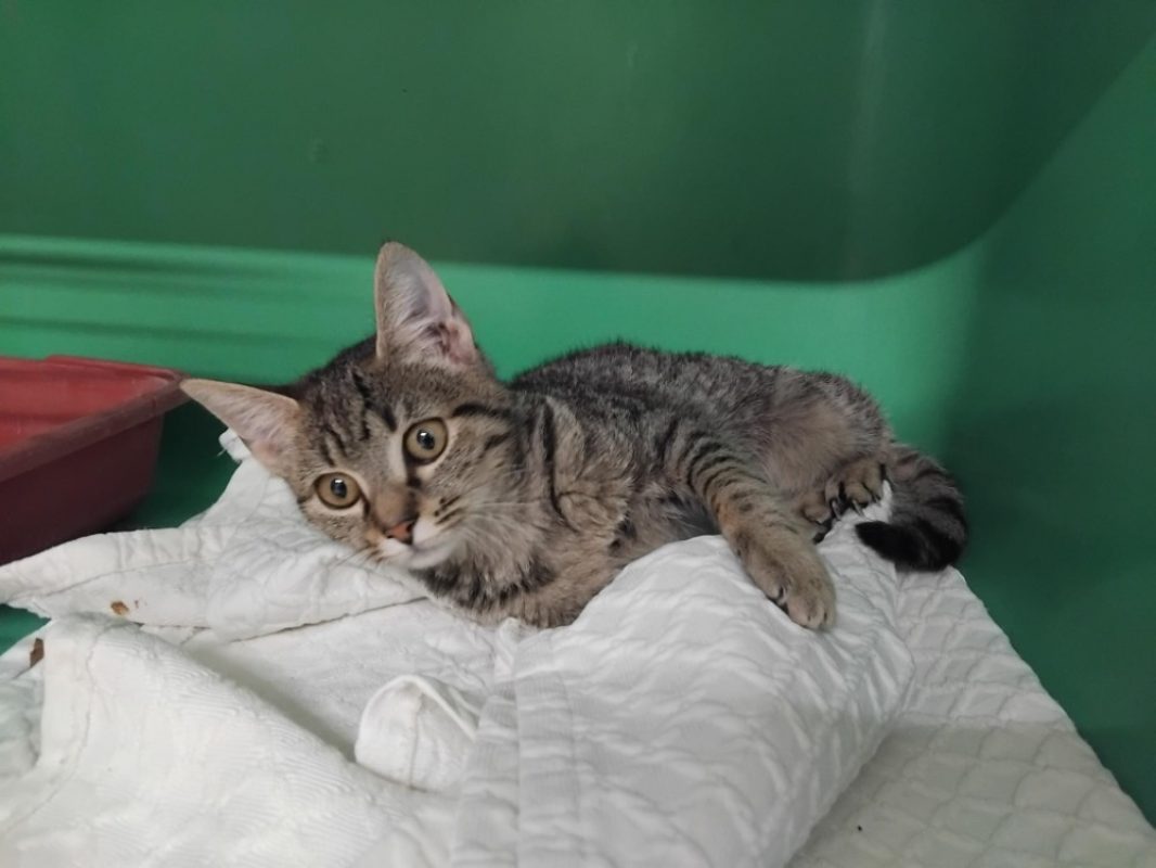 Granola - Chat Européen à adopter