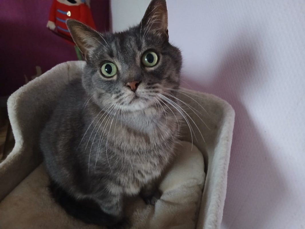 Spirou - Chat Européen à adopter
