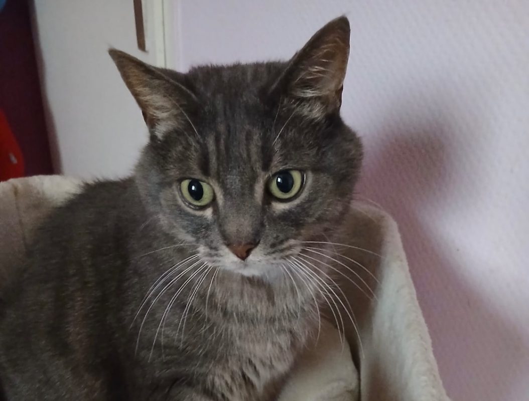 Spirou - Chat Européen à adopter - photo 2