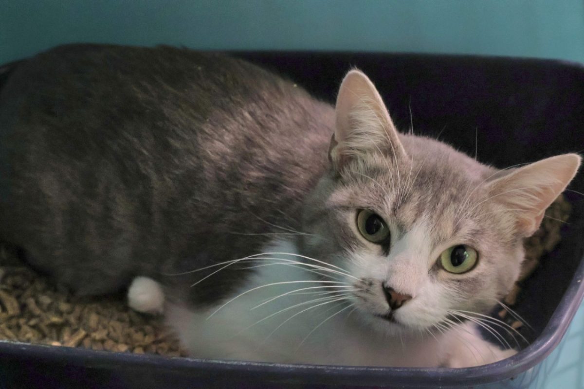 Indiana - Chat Européen à adopter