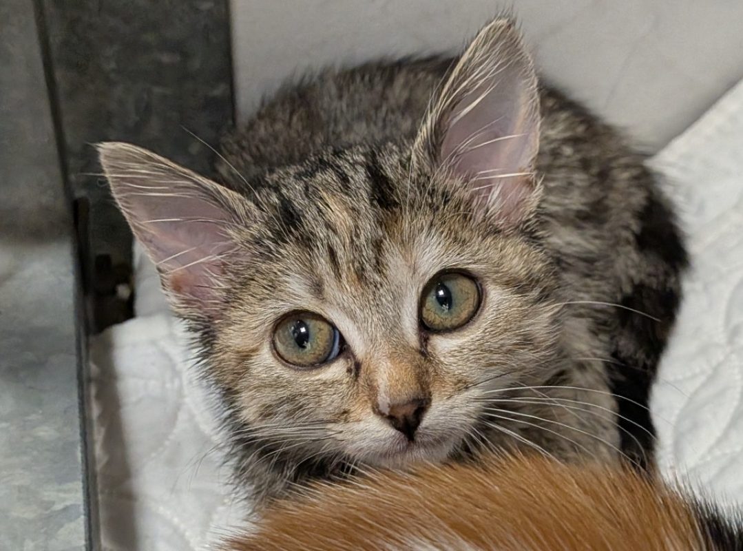 Amaya - Chat Européen à adopter
